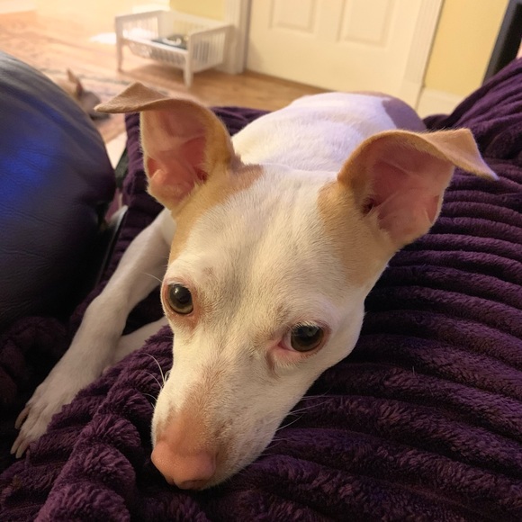 Meet your Posher, Trista - Picture 2 of 3